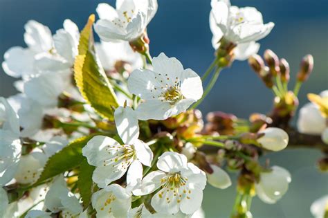 Flor De Cerejeira Natureza Foto Gratuita No Pixabay Pixabay