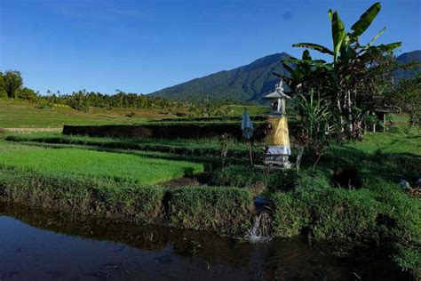 Explaining Bali S Subak System And Why Rice Fields Are Cultural