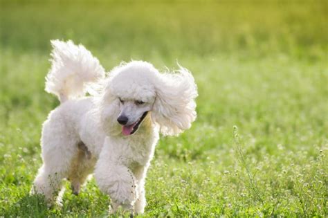 Raca Poodle Branca No Campo Dicas Boas Pra Cachorro