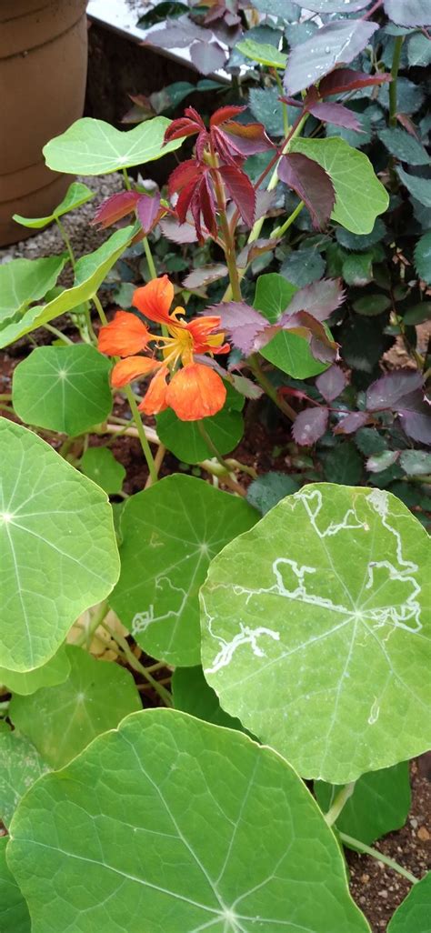 Pin by Selvi Nergiz on kendi çiçeklerim Plant leaves Plants Leaves