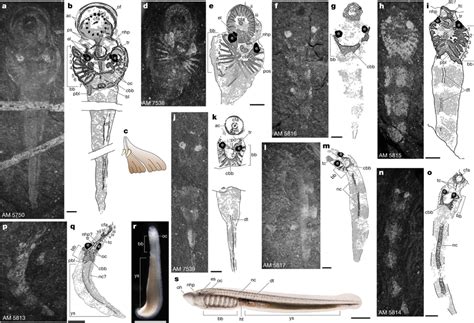 A Growth Series Of Priscomyzon Riniensis This Growth Series Has No