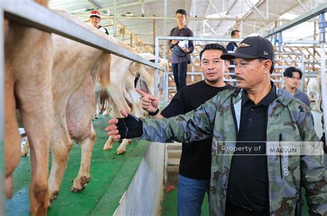 Belum Ada Di Mataraman Wali Kota Ingin Hadirkan Peternakan Kambing