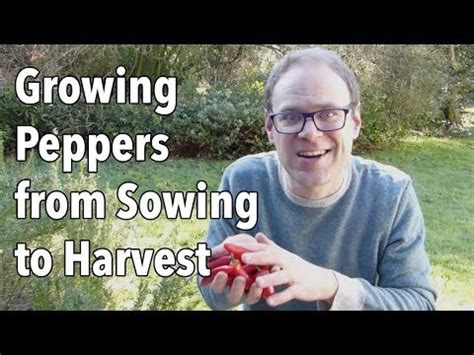 How To Grow Peppers From Sowing To Harvest Almanac