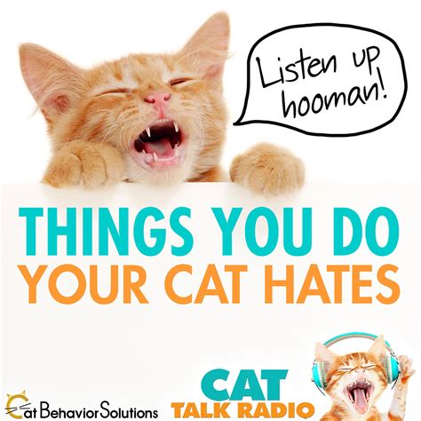 34 Things You Do Your Cat Hates