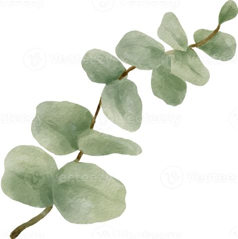 Eucalyptus Watercolor Leaves Illustration Png