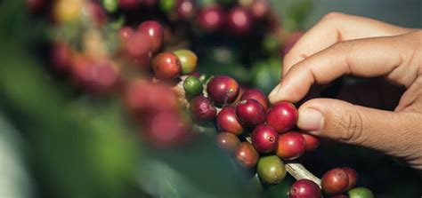 Sustainable Coffee Farming Across The World AGRIVI