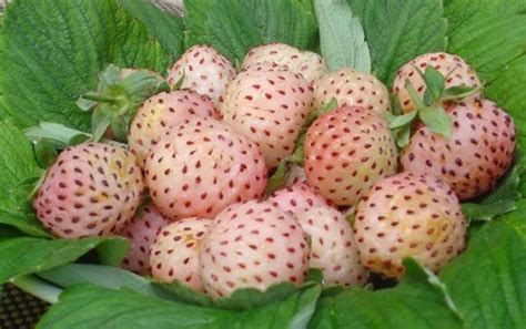 Fragole Tutte Le Varietà Agrodolce