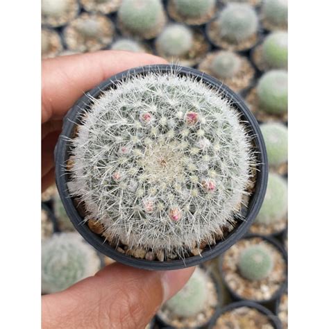 โปรโมชน ตนเพชร แมมแมเฒา Mammillaria hahniana Werderm ขนาดกระถาง