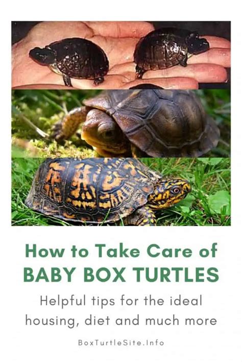 From Egg to Baby Box Turtle - Breeding Tips and Tricks - Box Turtle Site