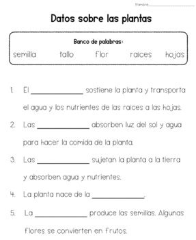 Partes De Una Planta By Bilingue Teacher Teachers Pay Teachers