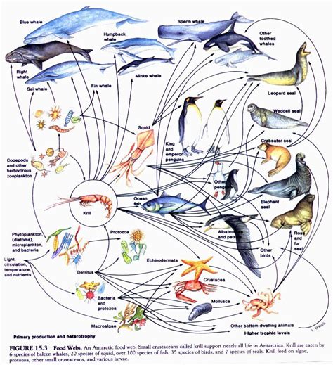 Pin by Glenn Kageyama on Decline in marine fisheries | Trophic level, Science classroom ...