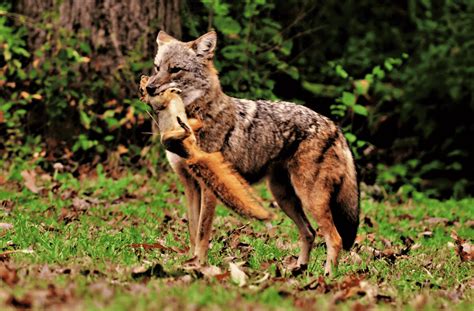 Predators Of Squirrels What Prey On Squirrels