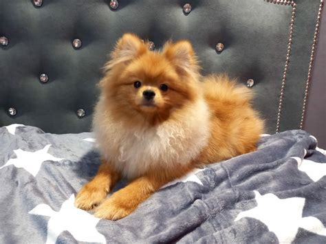 Szpic Miniaturowy Pomeranian Fci Ch Opak Warszawa Bia O Ka Olx Pl