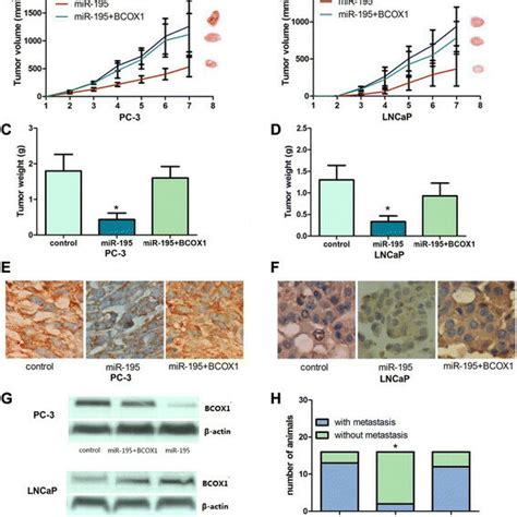 Ectopic Expression Of Mir 195 Inhibits Tumor Growth And Metastasis Via