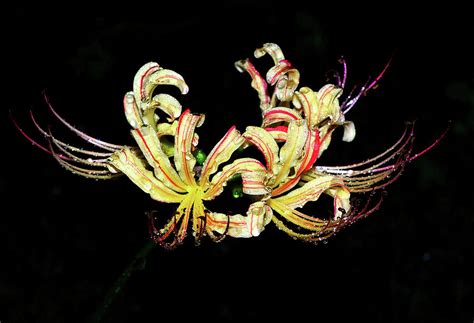 Naked Lady Lily 001 Photograph By George Bostian Fine Art America