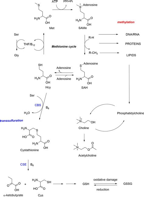 Sam Methyl Cycle And Transmethylationtranssulfuration Related Pathway