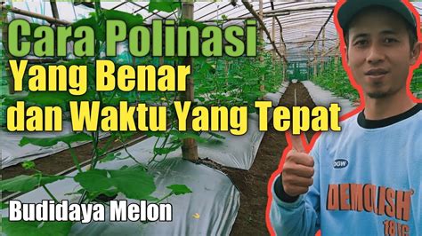 Tutorial Menanam Melon Tahap Polinasi Youtube