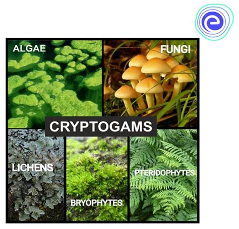 Kingdom Plantae Definition Classification And Examples Embibe