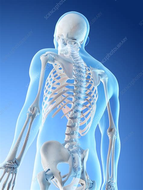 Upper Body Bones Illustration Stock Image F026 6066 Science Photo Library