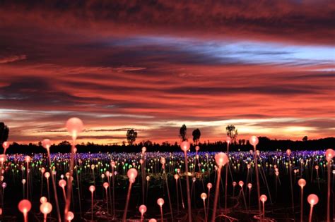 visit bruce munros field  lights