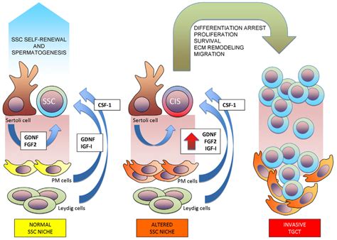 The Spermatogonial Stem Cell Ssc Niche And Its Potential Implication