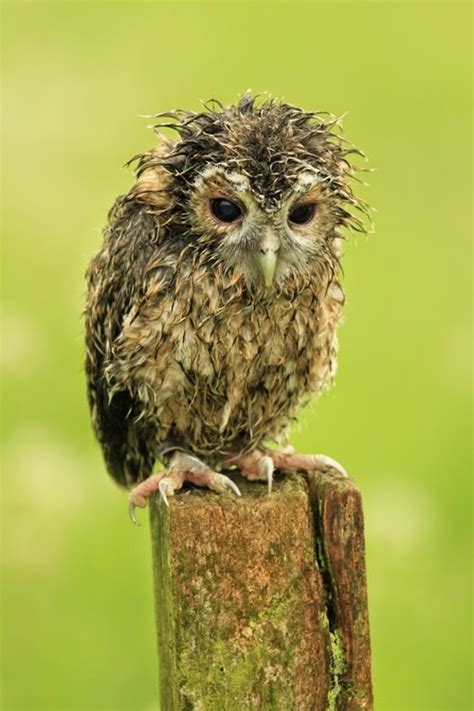 A Day In the Life of a Wildlife Artist: Tawny Owl Chicks