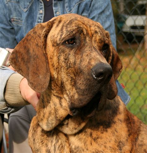 Filefila Brasileiro Glowa K9 Wikimedia Commons