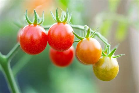 Ripening Tomatoes Off The Vine 10 Simple Steps Ripen Faster