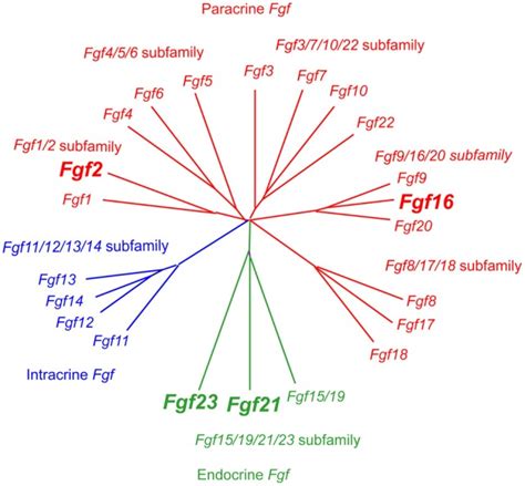 Evolutionary relationships within the human/mouse Fgf gene family by ...