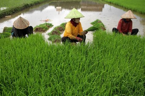 Kementan Latih Petani Persemaian Benih Padi Republika Online