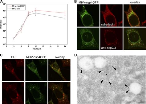 Mobility And Interactions Of Coronavirus Nonstructural Protein 4