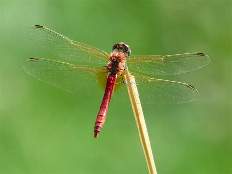 무료 이미지 잠자리 잠자리와 Damseflies Damselfly 무척추 동물 곤충 날개 매크로 사진 절지 동물