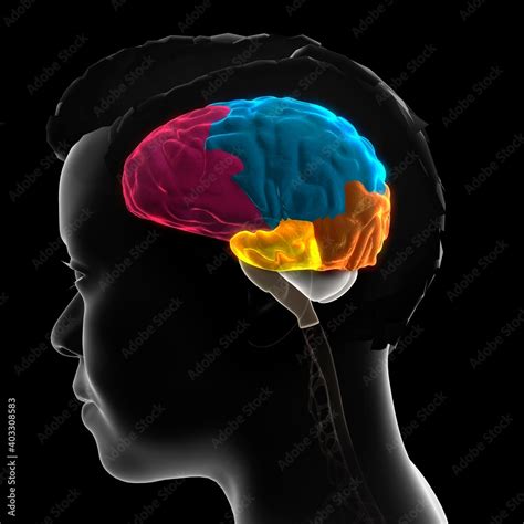 Anatomy Of A Human Brain Side View Colored Parts Frontal Lobe