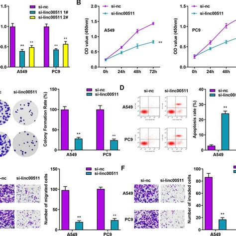 Linc Downregulation Inhibits Luad Cell Proliferation Migration