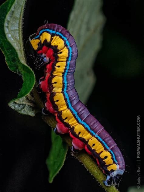 Colorful Caterpillar in the Atlantic Forest of Brazil