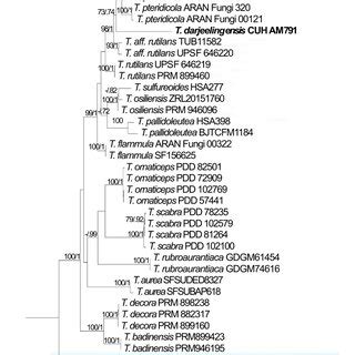 Phylogenetic Tree Generated From Maximum Likelihood Ml Analyses Based