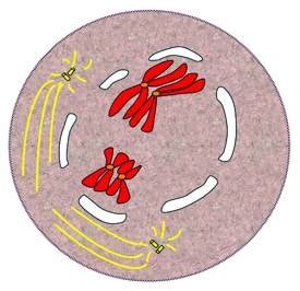 Miller Levine Biology Chapter 11 Cell Growth And Division Flashcards