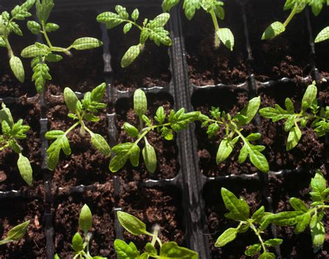 Tout savoir pour réussir ses semis de tomates quand et comment semer les