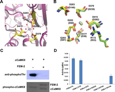 Structural Insight Into Caenorhabditis Elegans Sex Determining Protein