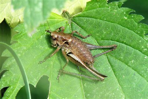 Grillen Heupferde Zikaden Naturbilder Aus Der Wetterau