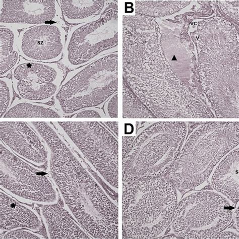 Histopathological Images Of Testicular Tissues Of Groups 100 H E