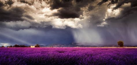 Field Flowers Sky Clouds Lavender Rain Purple Hd Wallpaper