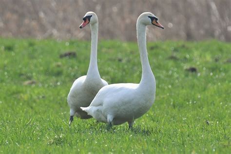 H Ckerschwan Cygnus Olor H Ckerschwan Cygnus Olor Flickr