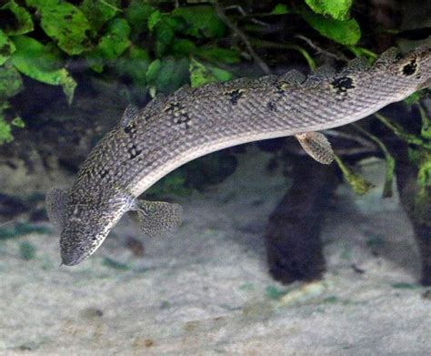 Barred Bichir