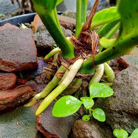 Plant Roots That Grow Above The Ground Stock Image Image Of Green