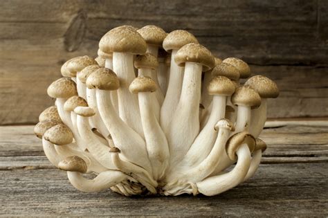 Cogumelo É Ser Vivo - Conheça os diferentes tipos de cogumelo - Guia da Semana