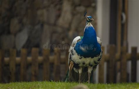 Peacock With Color Feathers On Spring Light Green Grass In Castle Park