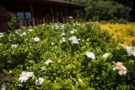 Double Mint Gardenia For Sale | Compare Prices | Buy Evergreen Shrubs