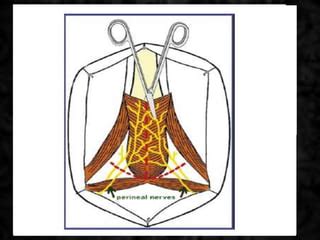 ventral vs dorsalfinal.pptx