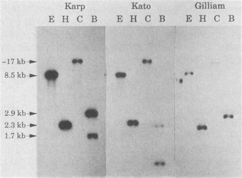 Southern blot analysis of R. tsutsugamushi genomic DNA with sta56 gene... | Download Scientific ...